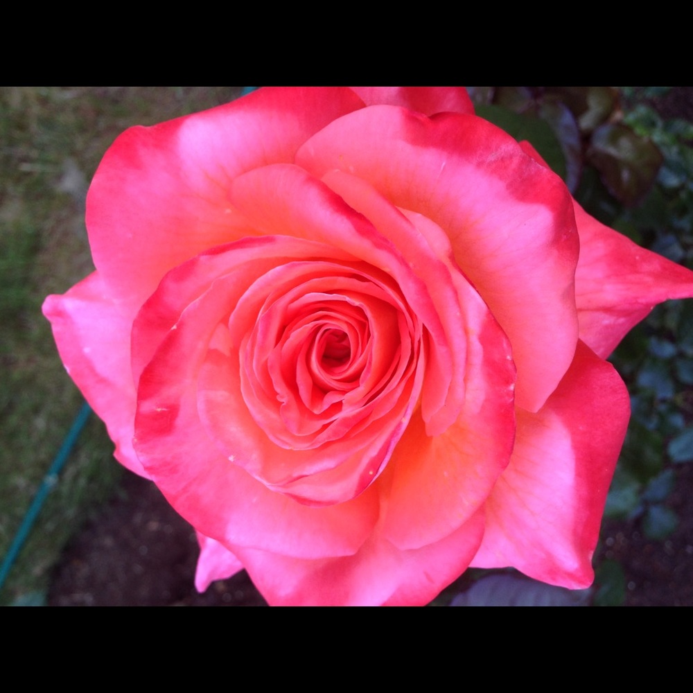 Meet the Posher - Picture 1 of 1